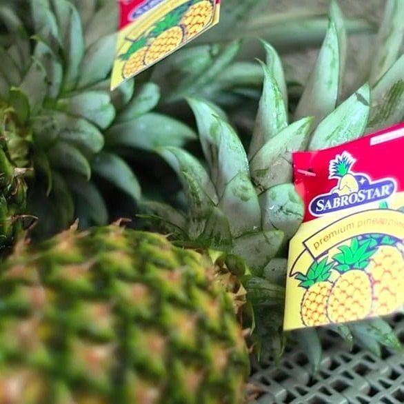 La Piña Sabrostar