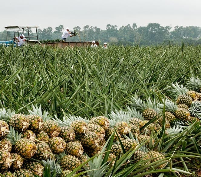 Inspección de Piña Sabrostar