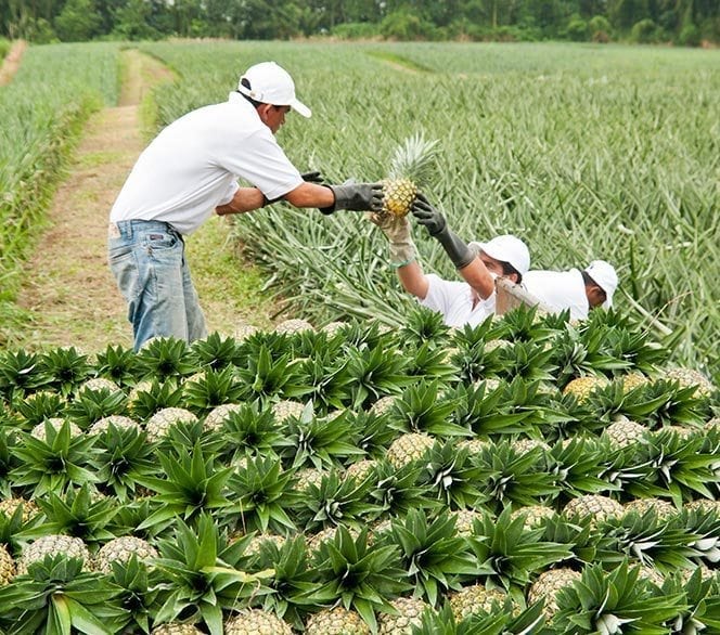Cultivo de Piña Sabrostar
