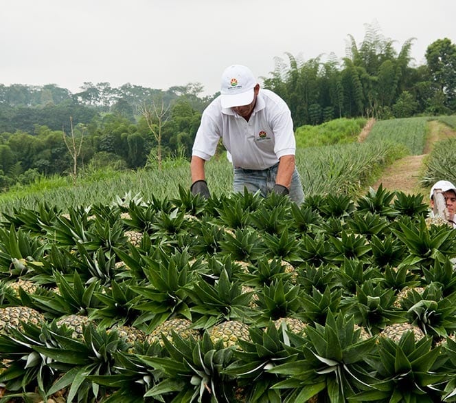 Cosecha de Piña Sabrostar
