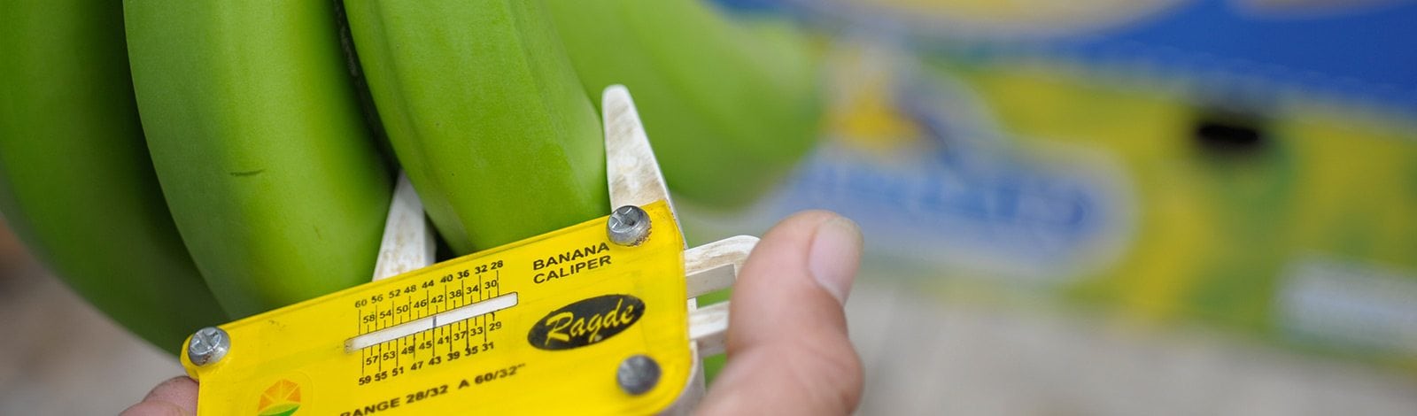 El Banano Organico - SPANISH - Sabrostar