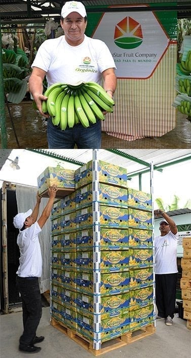 Banano Organico Sabrostar