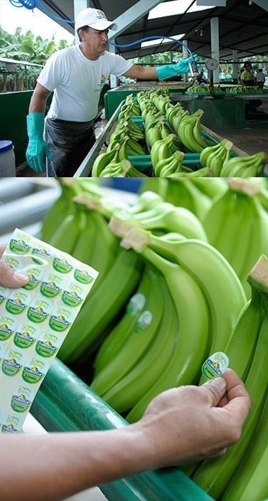Banano Organico Sabrostar